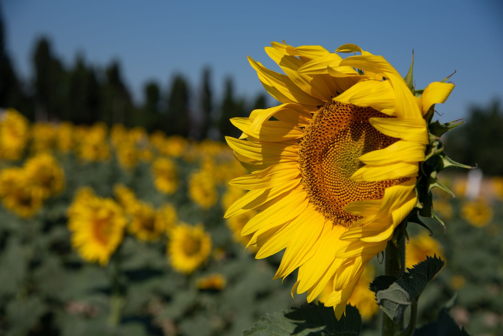 Nikon D750 sample photo. Sunflower, wind, beaucaire photography
