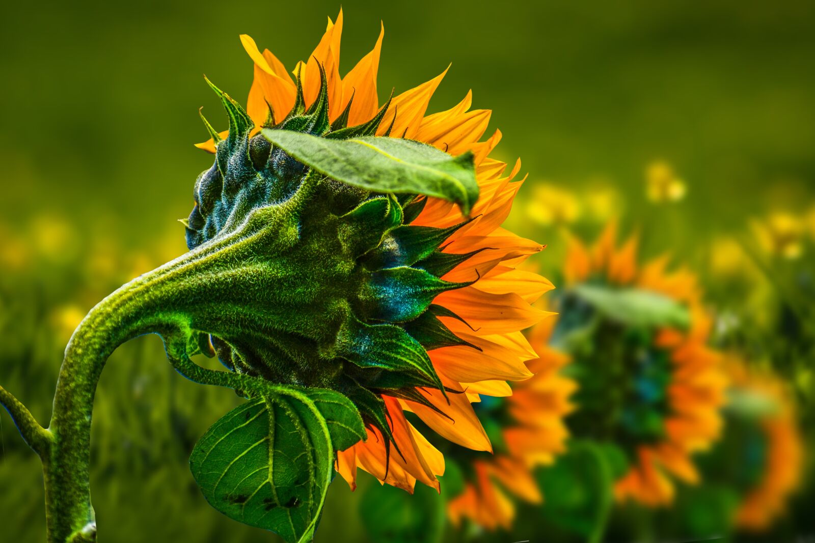Nikon D3400 sample photo. Sunflower, flower, summer photography