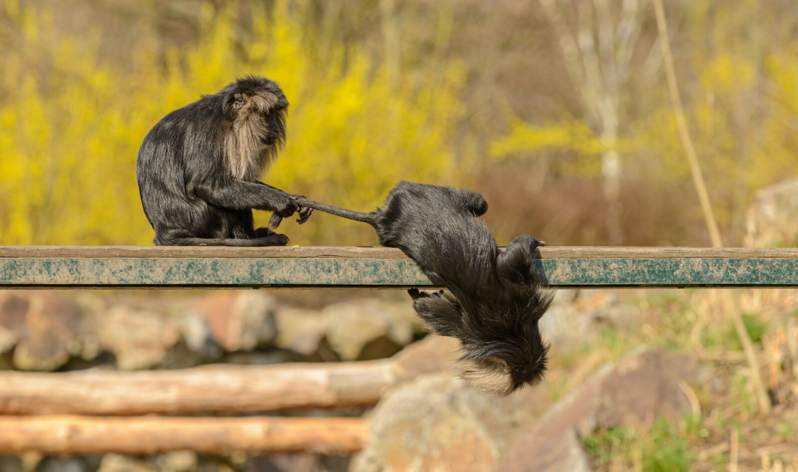 Nikon D800E sample photo. Monkey, macaque, games photography
