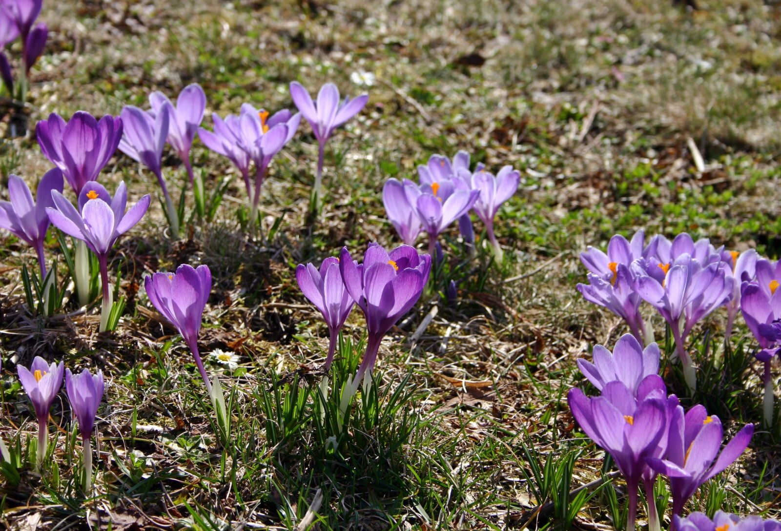Canon EOS 300D (EOS Digital Rebel / EOS Kiss Digital) sample photo. Crocus, purple, violet photography
