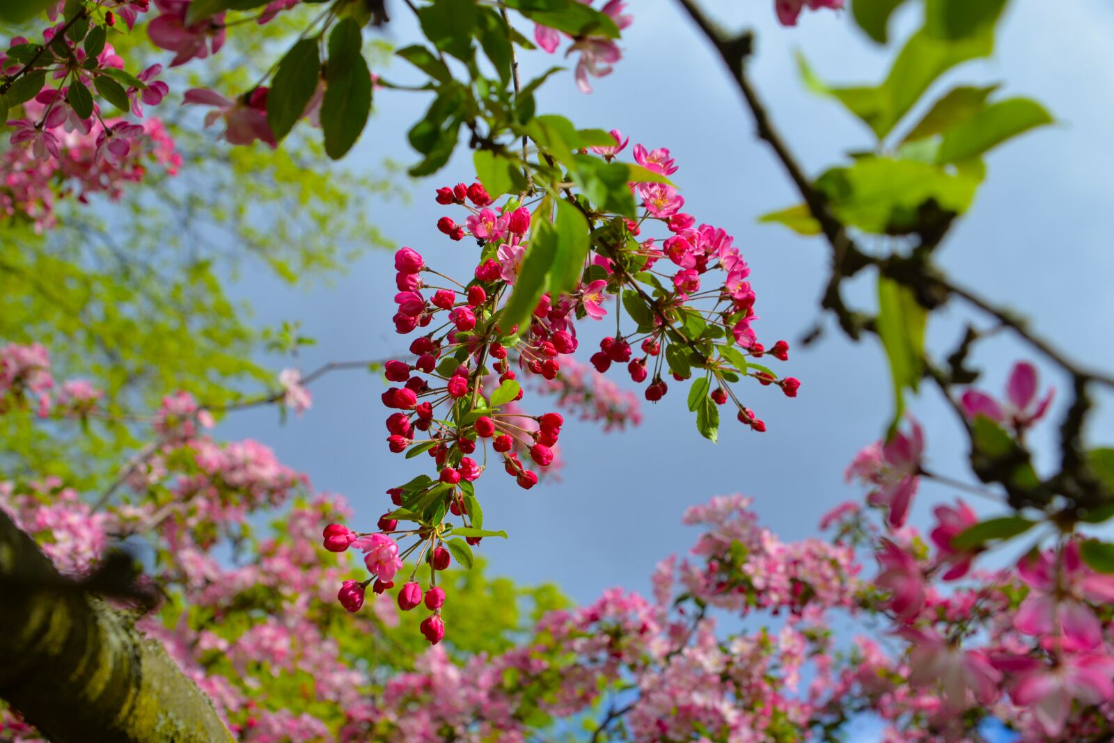 Nikon D610 sample photo. Spring, tree, branch photography