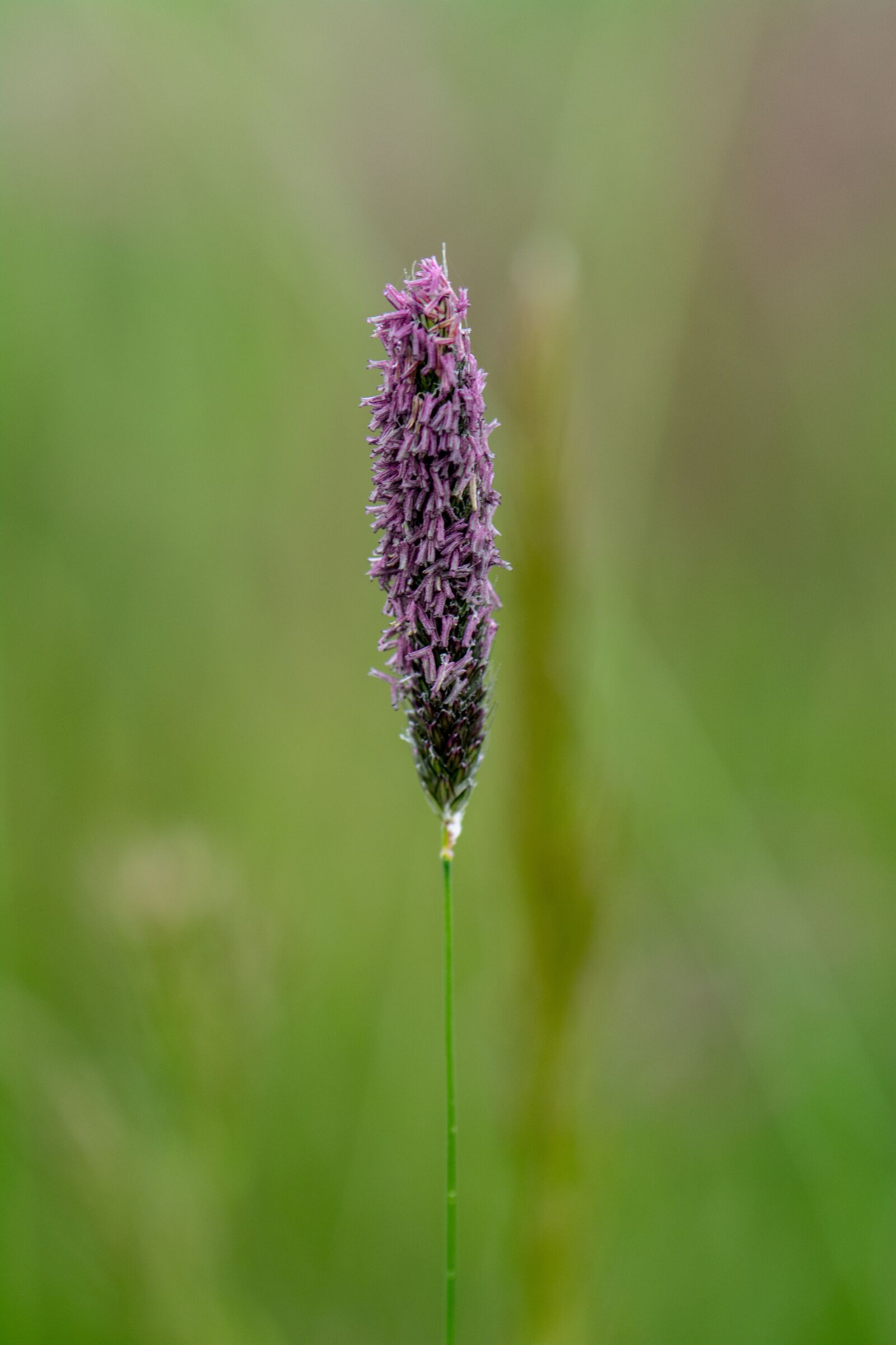 Nikon D7100 sample photo. Grass, nature, meadow photography