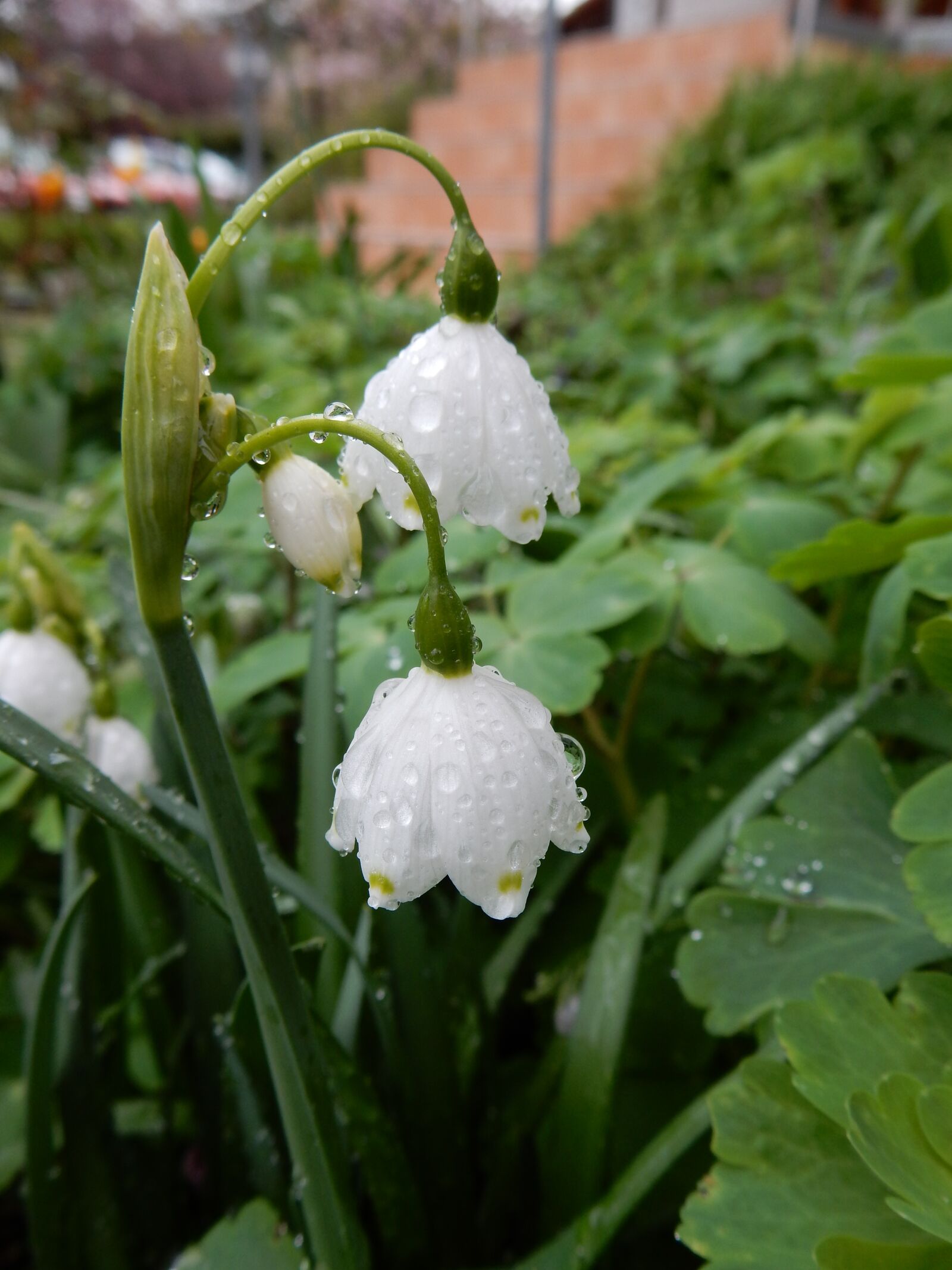 Nikon Coolpix S9900 sample photo. Spring, snowflake, raindrops photography