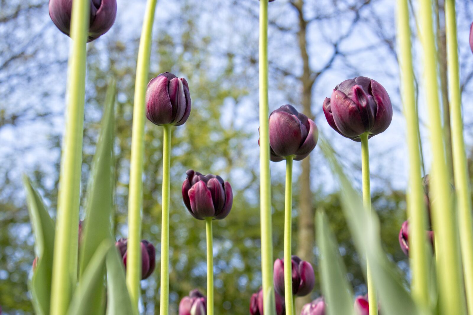Canon EOS 600D (Rebel EOS T3i / EOS Kiss X5) sample photo. Tulip, tulips, spring photography