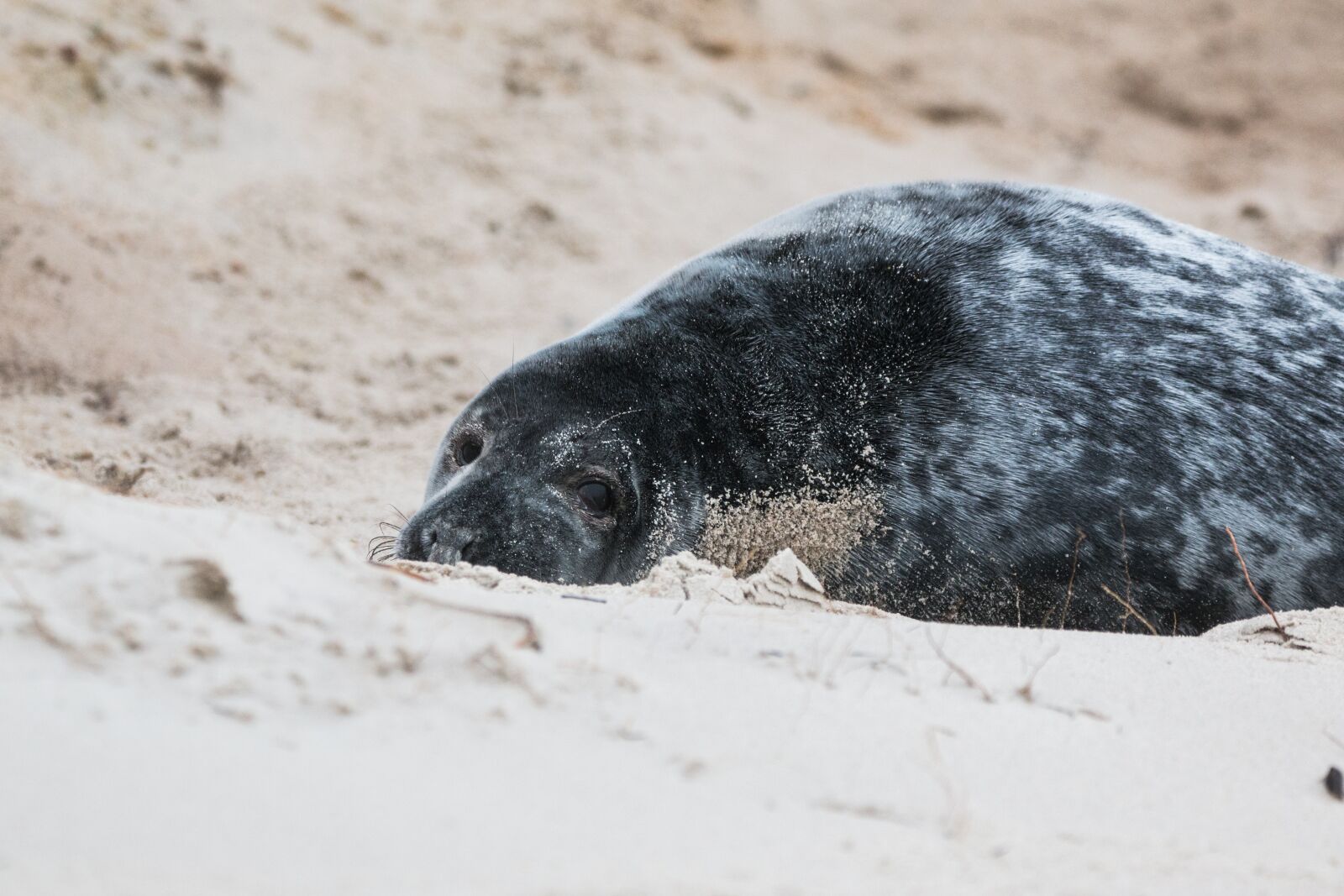 150-600mm F5-6.3 DG OS HSM | Contemporary 015 sample photo. Grey seal, robbe, halichoerus photography