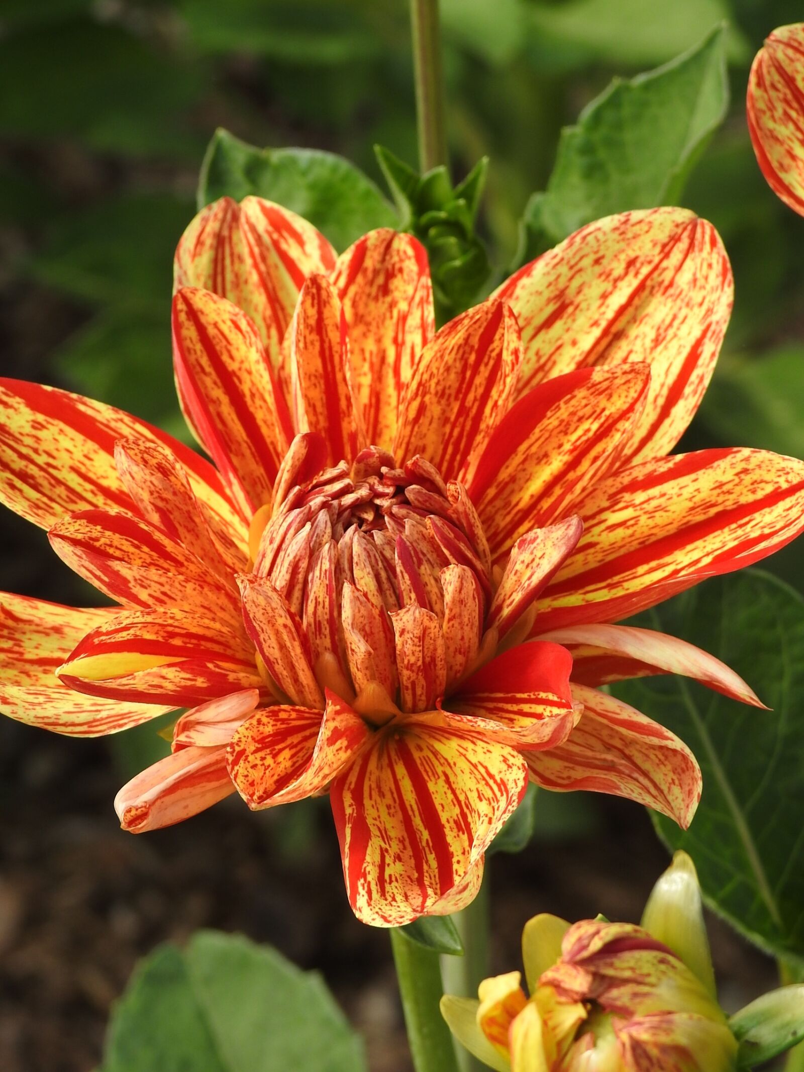 Nikon Coolpix P900 sample photo. Dahlia, gold, flower photography