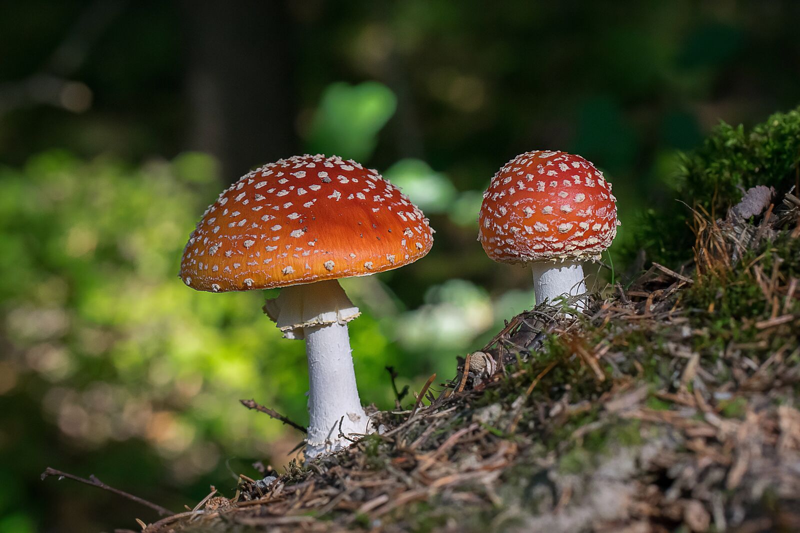 Nikon D3300 sample photo. Mushroom, fly agaric, forest photography