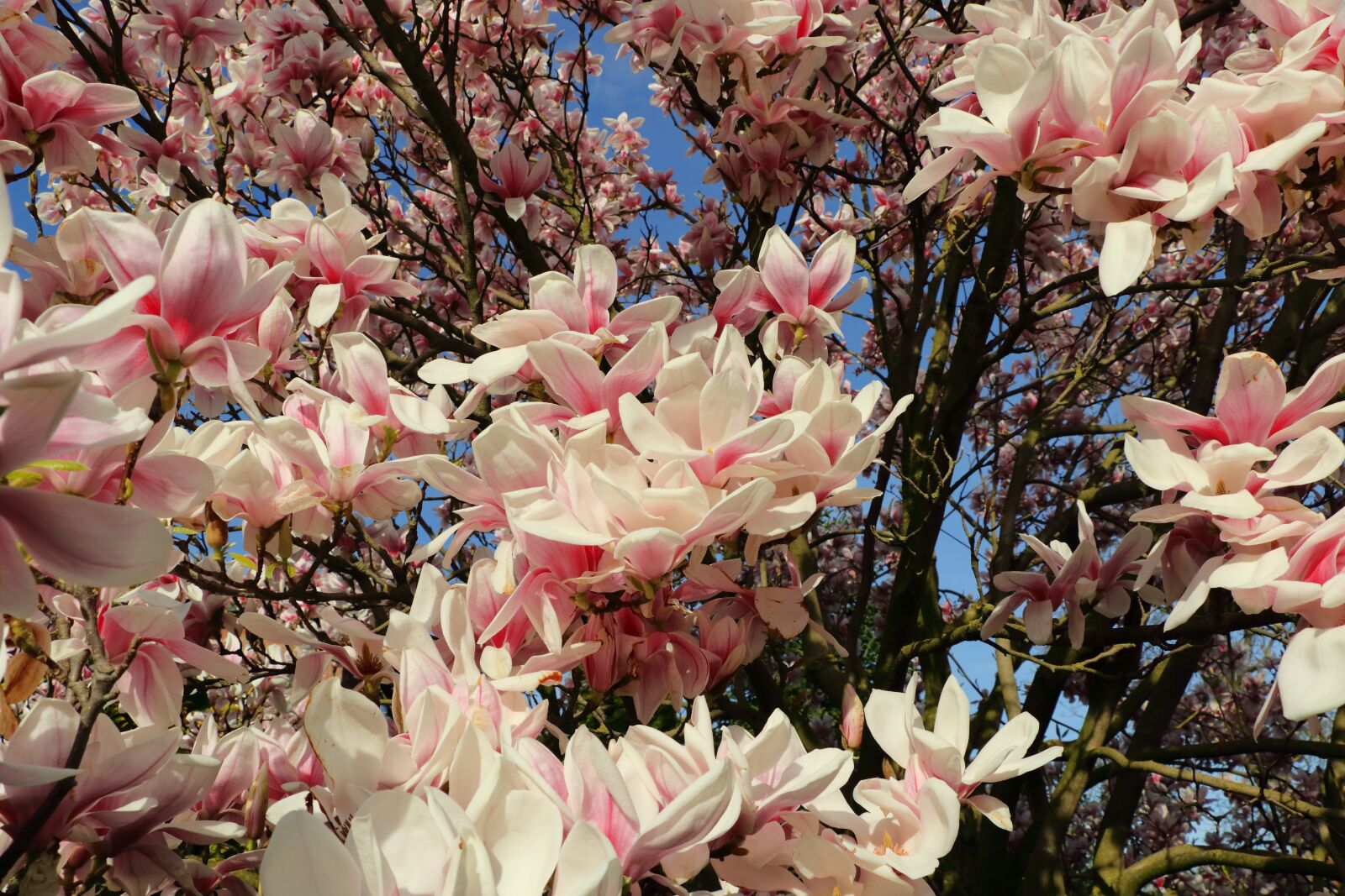 Canon EOS 80D sample photo. Magnolia, magnolia tree, spring photography