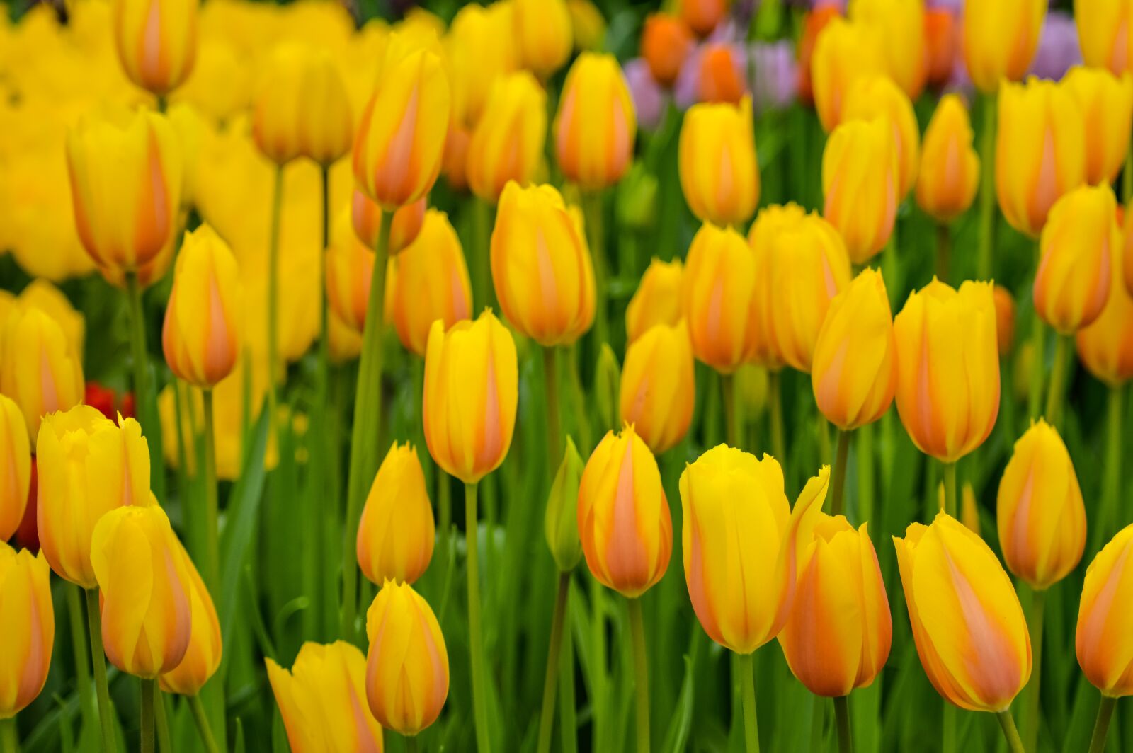 Nikon D3200 sample photo. Tulips, keukenhof, flower photography