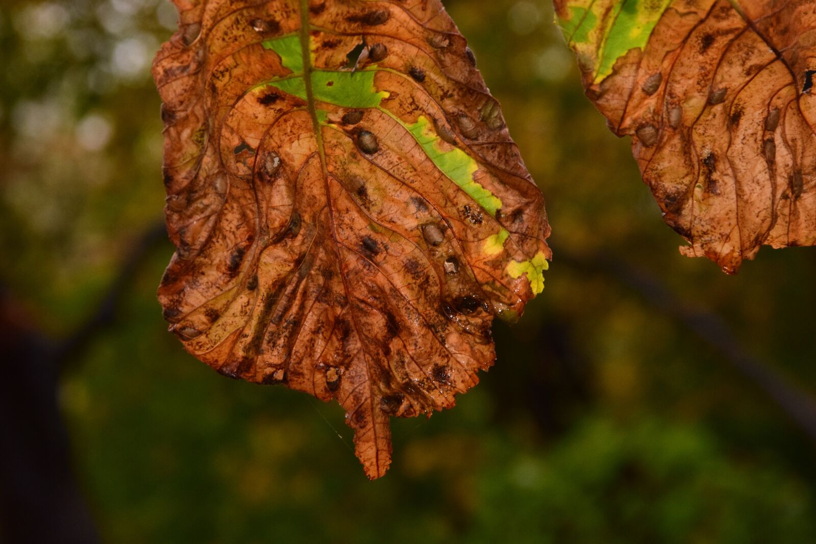 Nikon D3300 sample photo. Autumn, fall foliage, leaves photography
