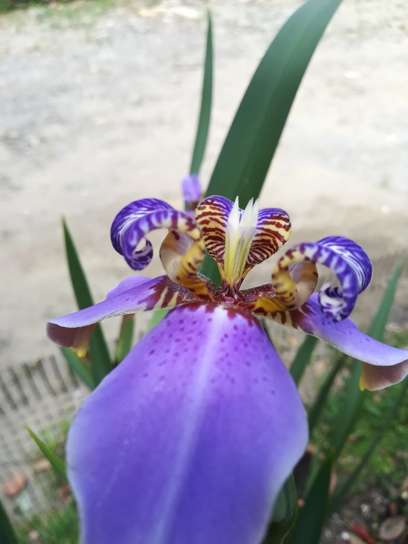 HUAWEI P10 lite sample photo. Nature, flower, plant photography