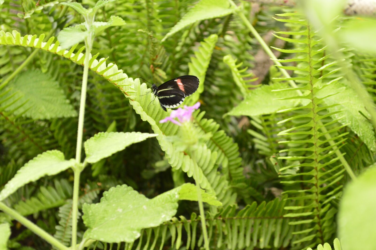 Nikon D3200 sample photo. Butterfly, nature, insects photography