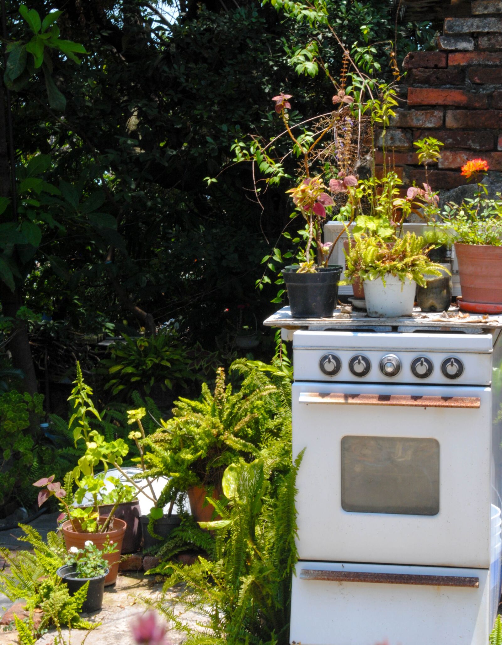 Nikon D3000 sample photo. Stove, plants, patio photography