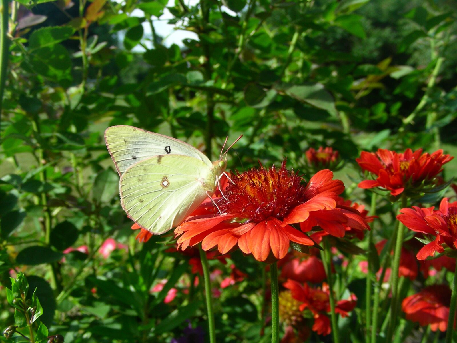 Nikon COOLPIX S4 sample photo. Butterfly, my, garden photography