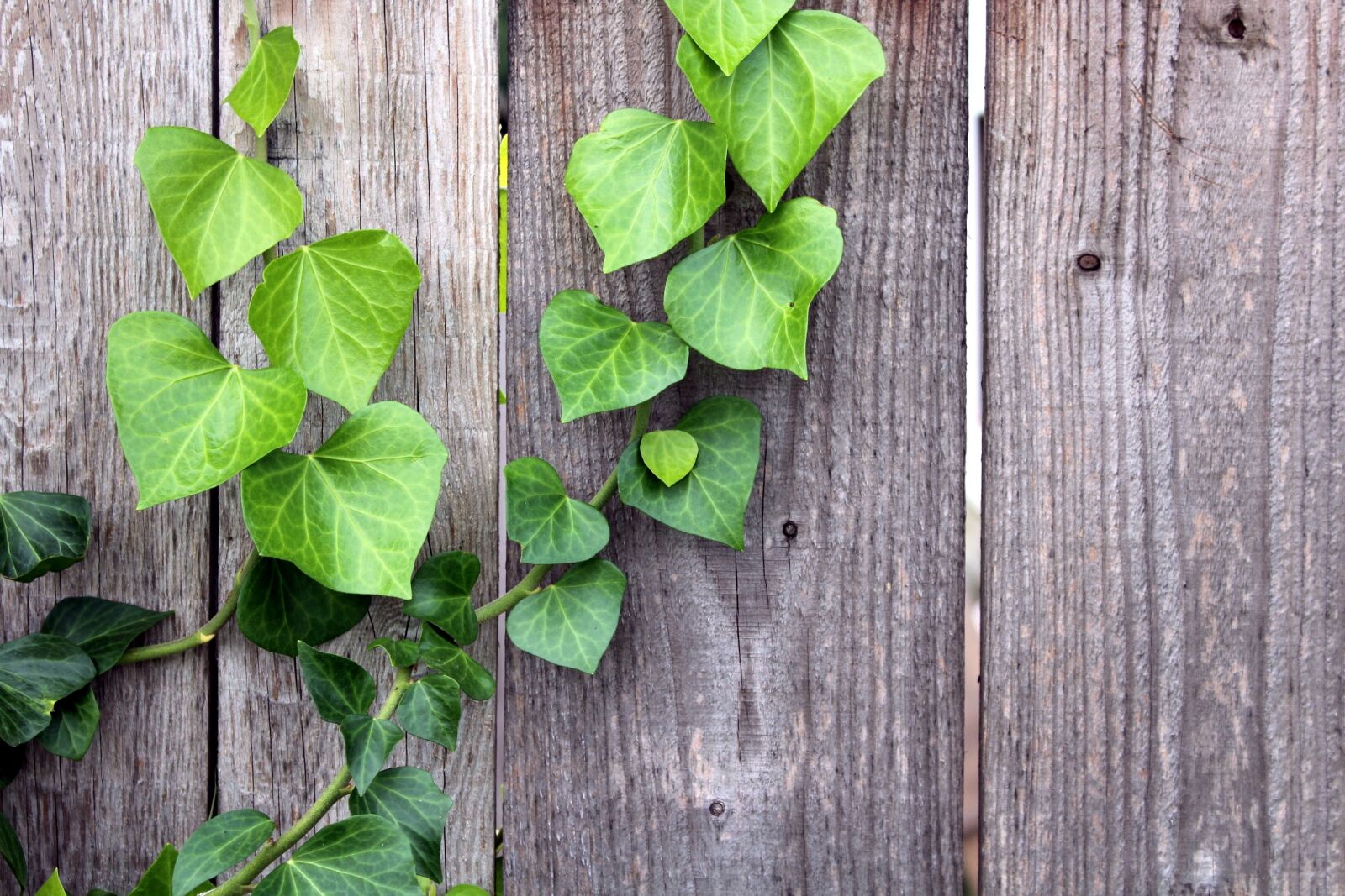 Canon EOS 1200D (EOS Rebel T5 / EOS Kiss X70 / EOS Hi) sample photo. Ivy, plant, creeper photography
