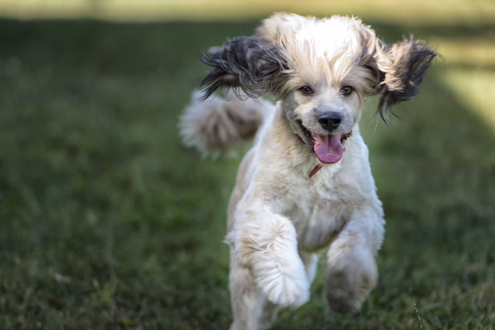 Nikon D800 sample photo. Dog, happy, cute photography