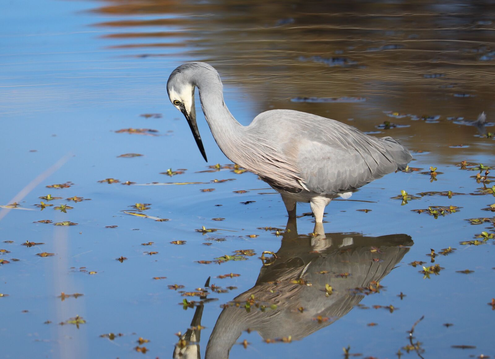 Canon EOS 800D (EOS Rebel T7i / EOS Kiss X9i) sample photo. Bird, grey, heron photography