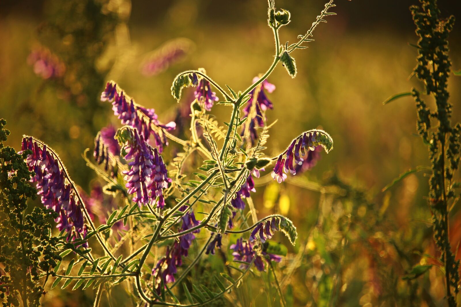 Canon EOS 100D (EOS Rebel SL1 / EOS Kiss X7) sample photo. Summer, vetch, blossom photography