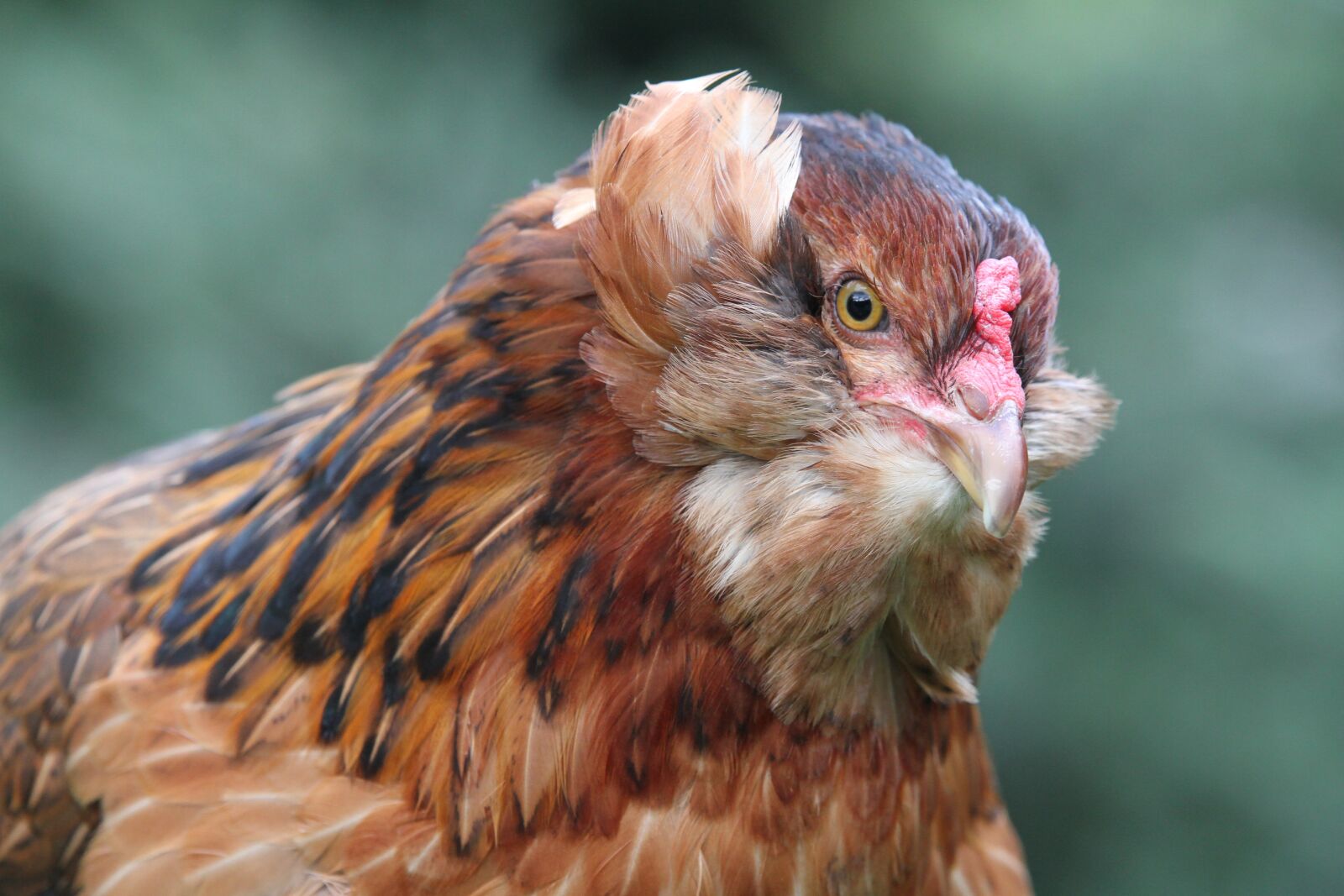 Canon EOS 7D sample photo. Hen, chicken, araucana photography