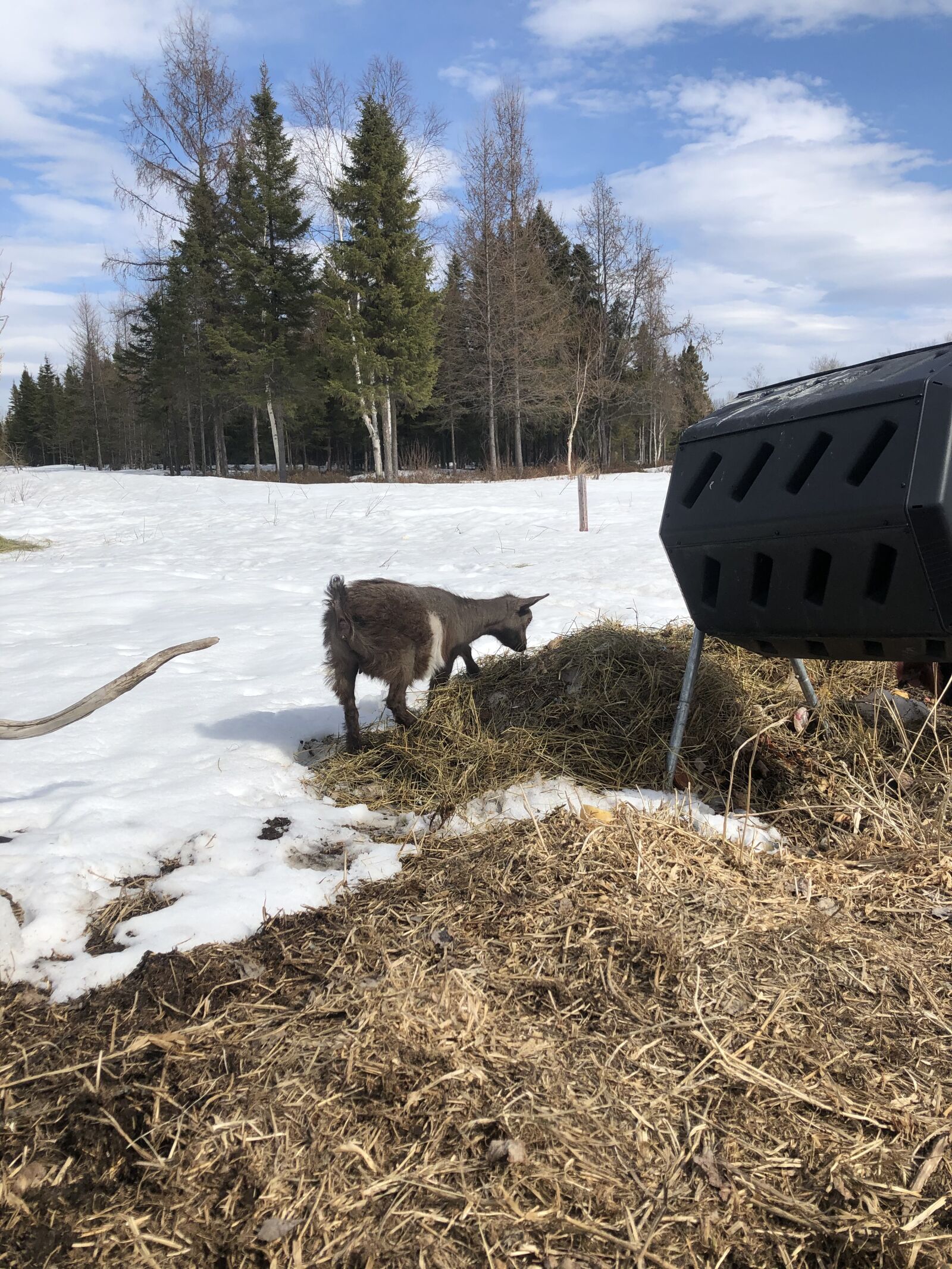 iPhone 8 back camera 3.99mm f/1.8 sample photo. Dwarf, goat, chevrette photography