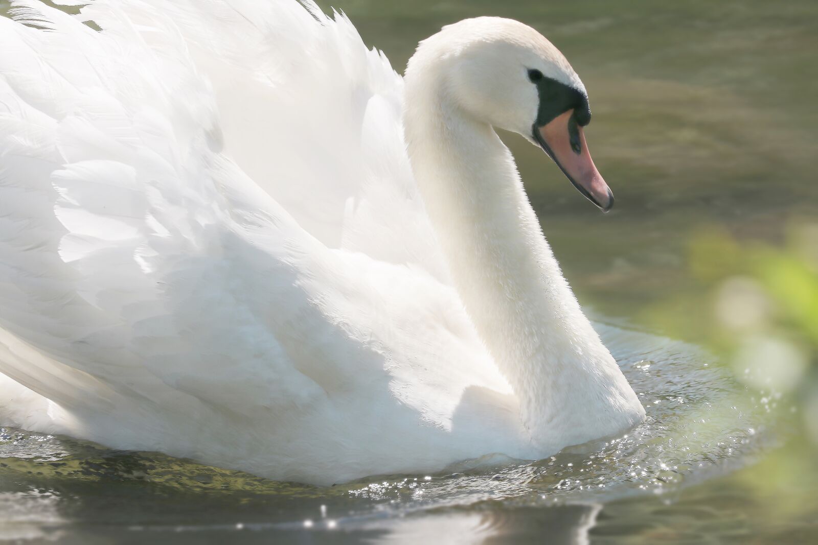 Canon EOS 80D sample photo. Swan, lake, water bird photography