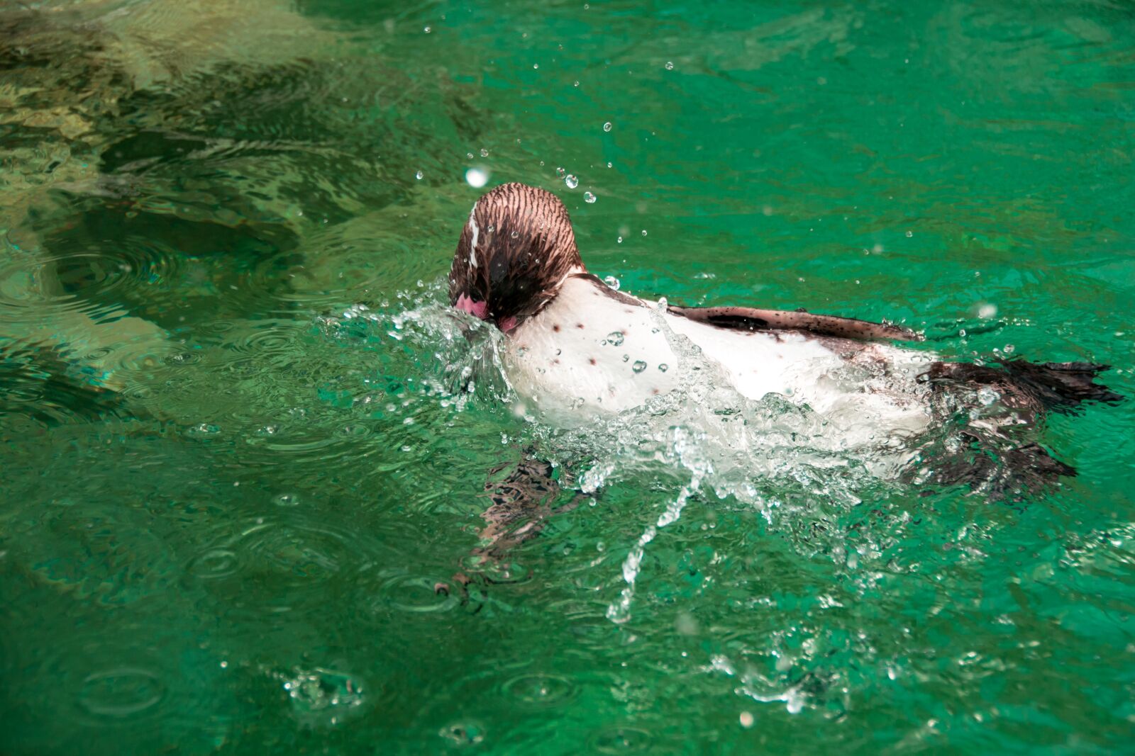 Nikon D800E sample photo. Penguin, sweet, animal photography