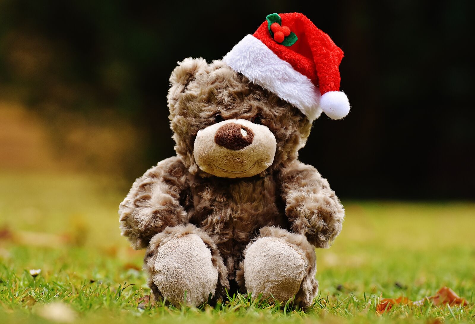 Nikon D7200 sample photo. Christmas, teddy, soft toy photography