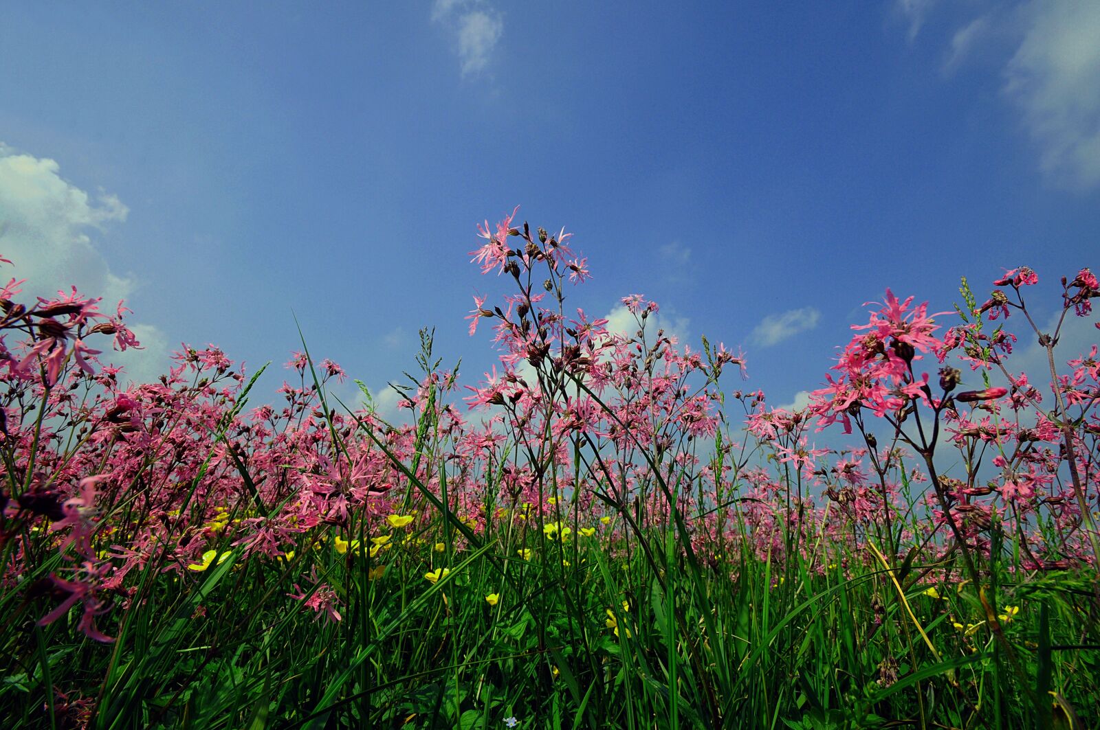 Nikon D300 sample photo. Cuckoo carnations, wild flowers photography
