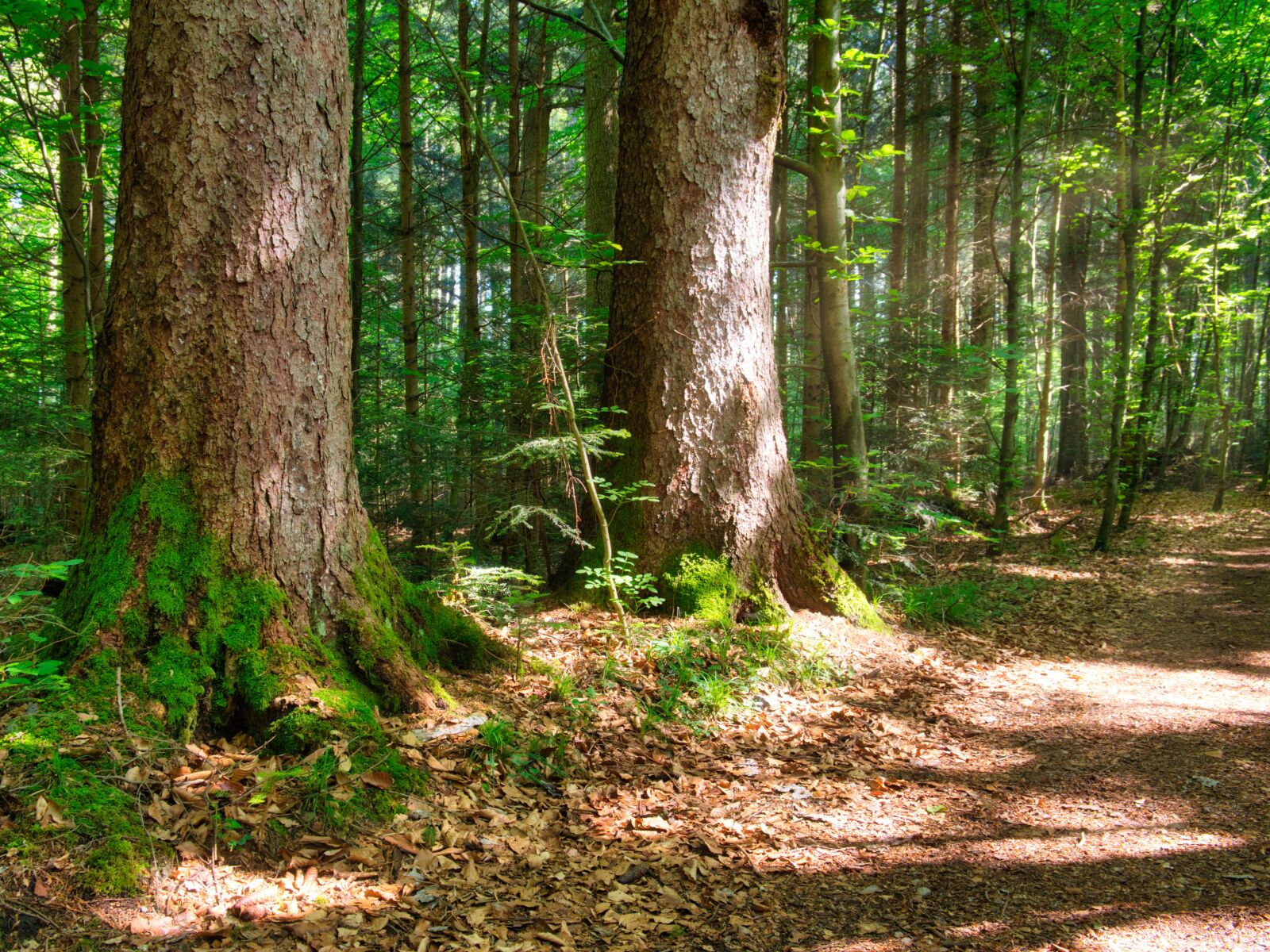 Nikon D7500 sample photo. Tree, forest, nature photography