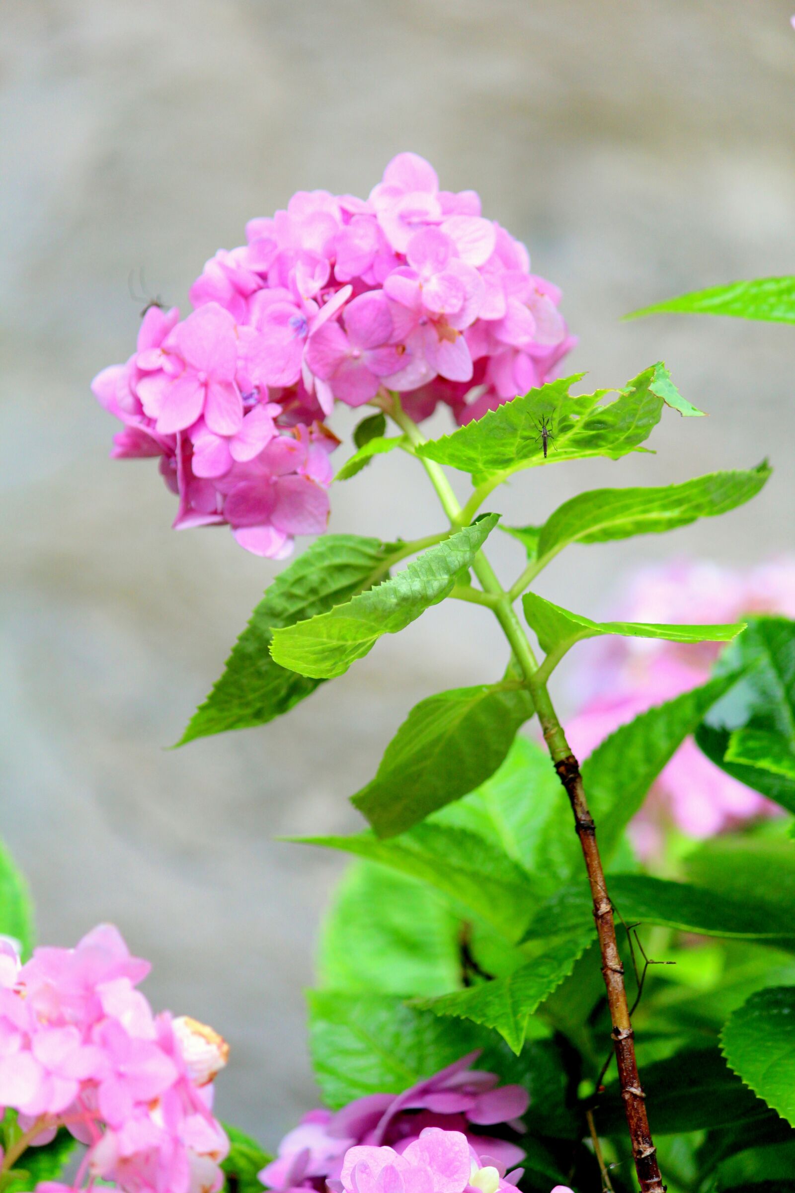 Canon EOS 1200D (EOS Rebel T5 / EOS Kiss X70 / EOS Hi) sample photo. Hydrangea, pink hydrangea, garden photography