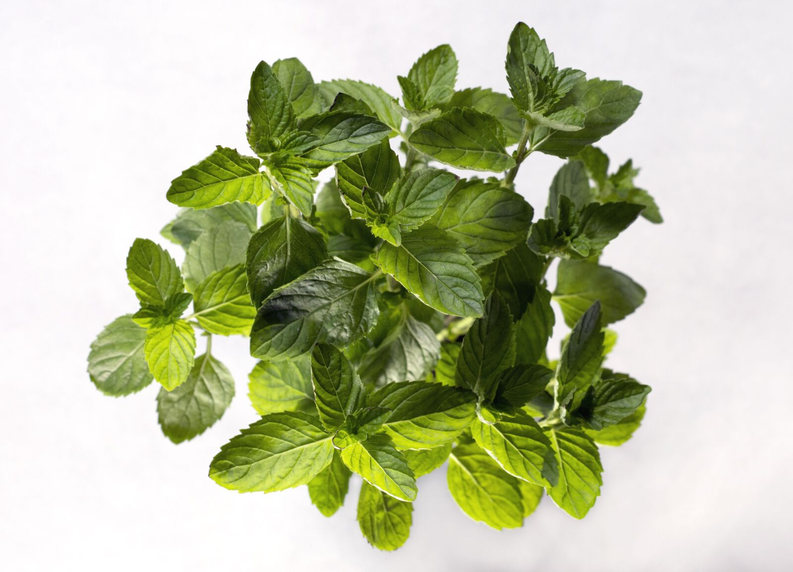 Nikon D7200 sample photo. Plant, spearmint, leaf photography