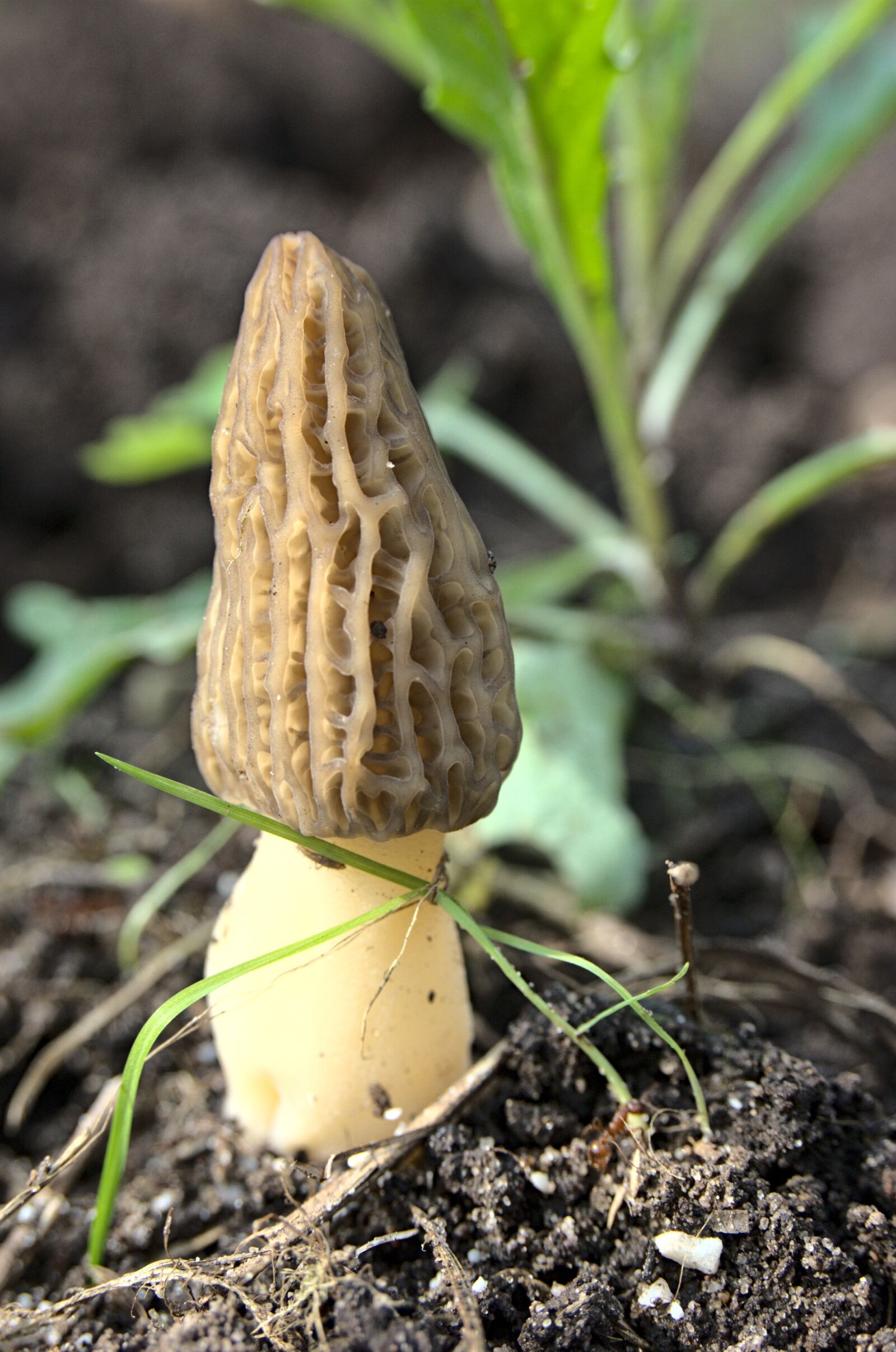 Nikon D40 sample photo. Morchella conica, mushroom, spring photography