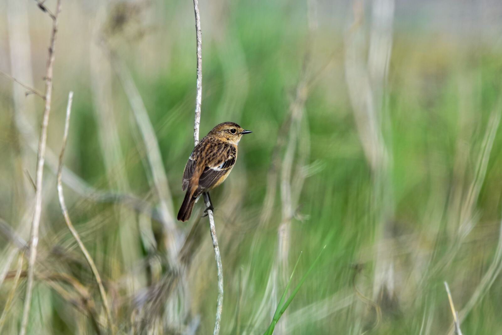 Nikon D7200 sample photo. Animal, grass, green photography