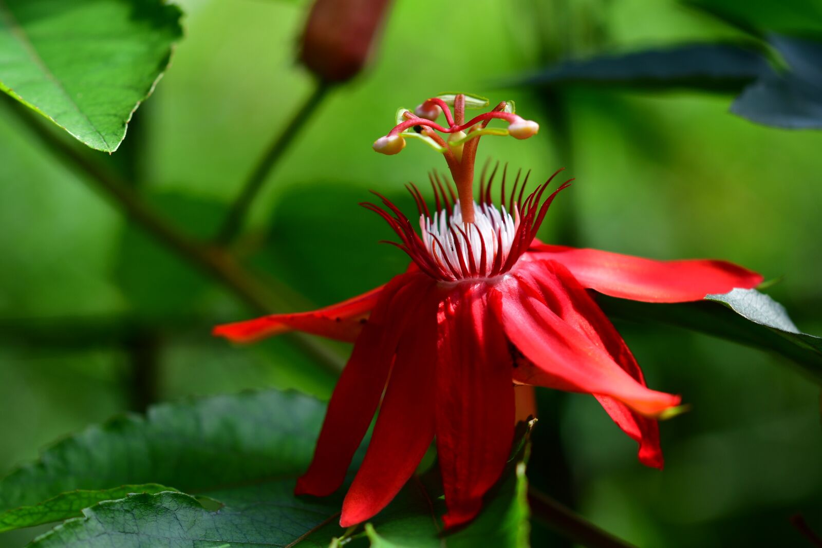 Nikon D500 sample photo. Passiflora, passion flower, red photography