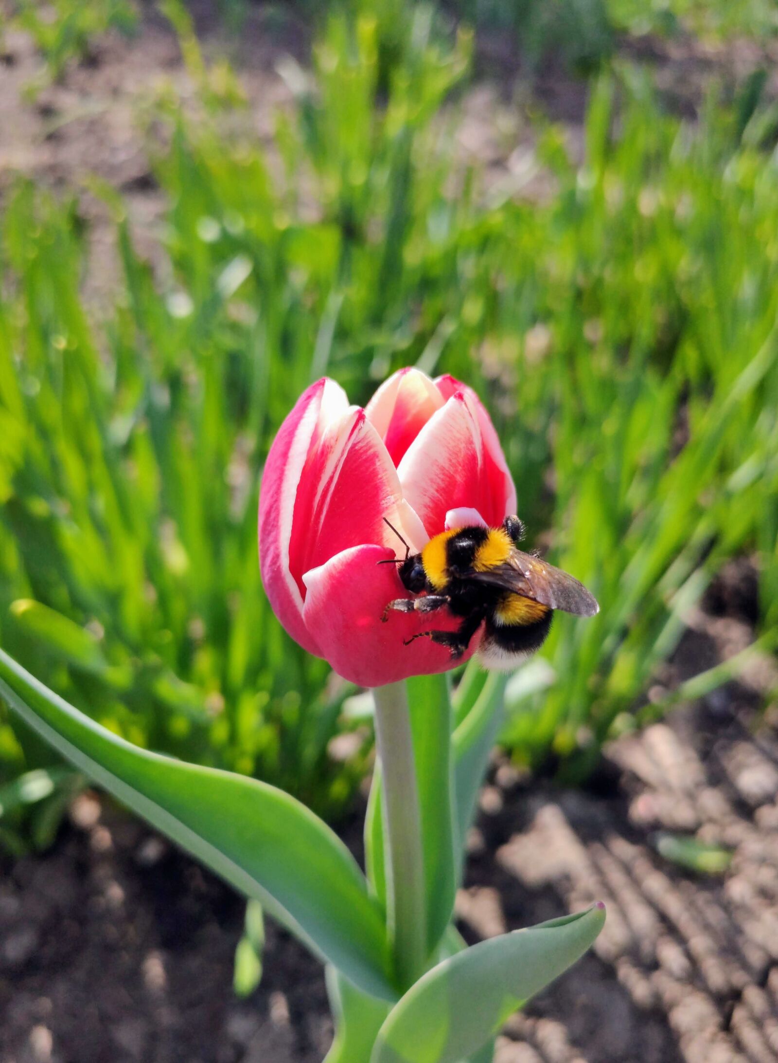 Xiaomi MI 9 sample photo. Bee, pollinate, pollination photography