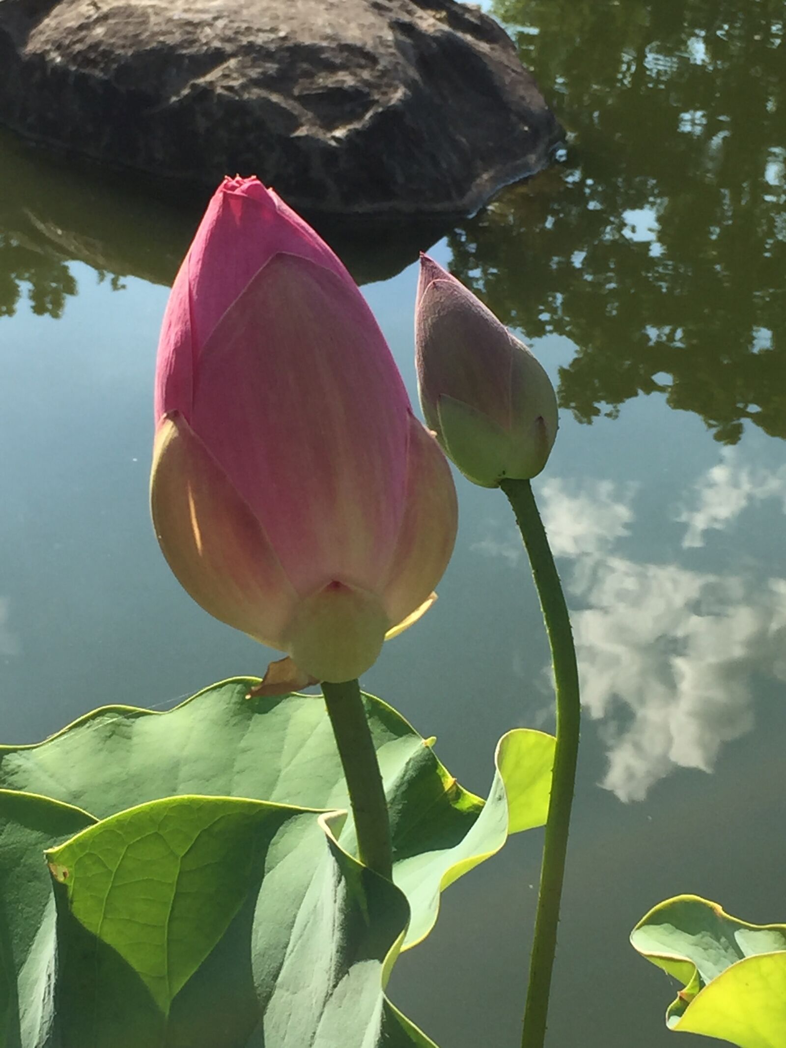Apple iPhone 6 sample photo. Rockford, il, anderson photography