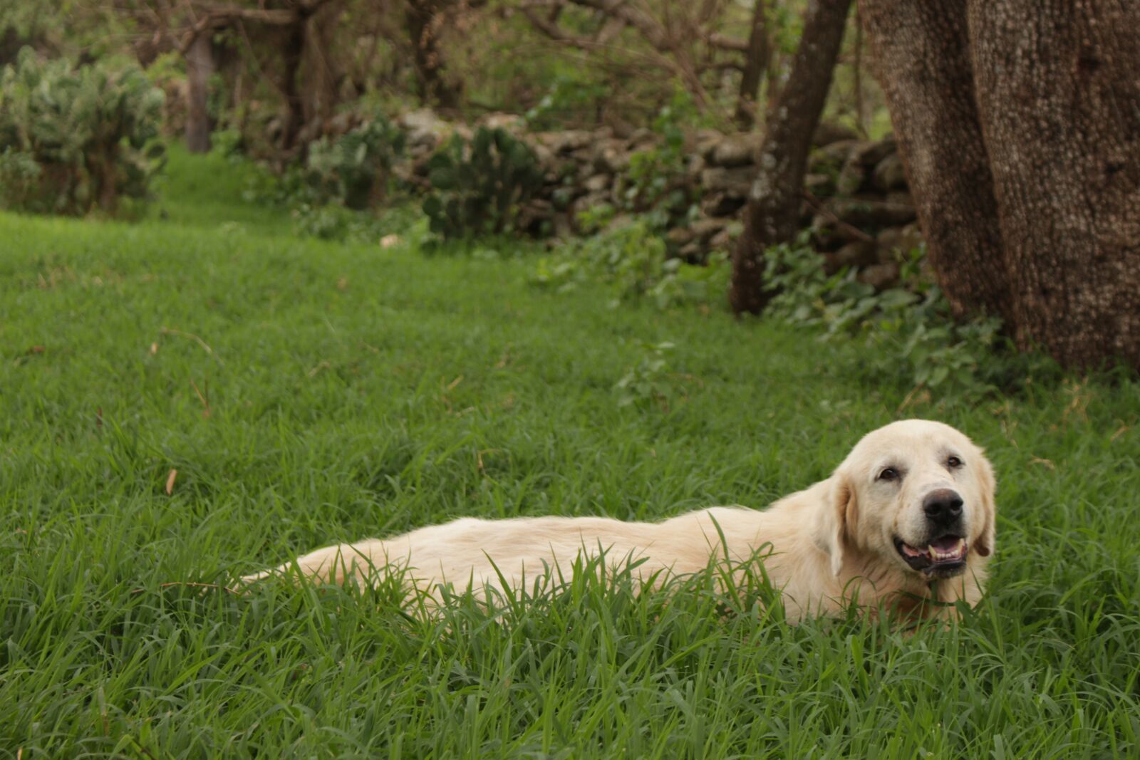 Canon EOS 700D (EOS Rebel T5i / EOS Kiss X7i) sample photo. Dog, canine, veterinary photography