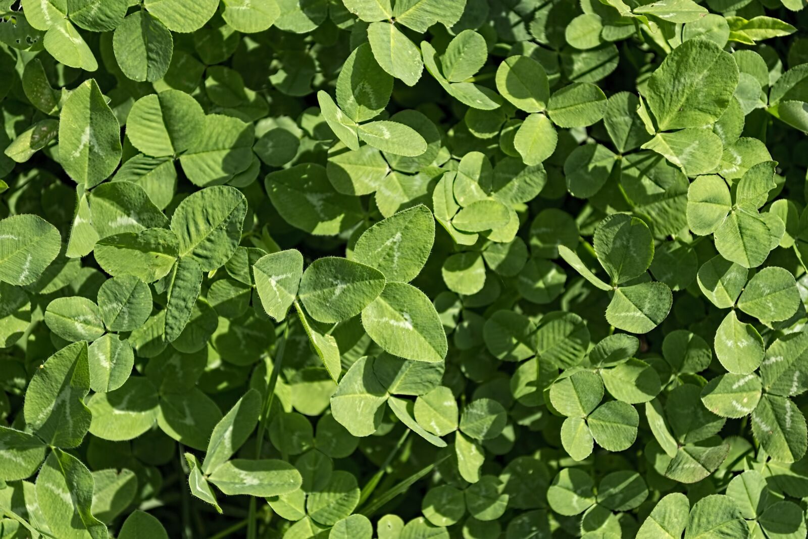 Nikon D3100 sample photo. Clover, green, leaf photography