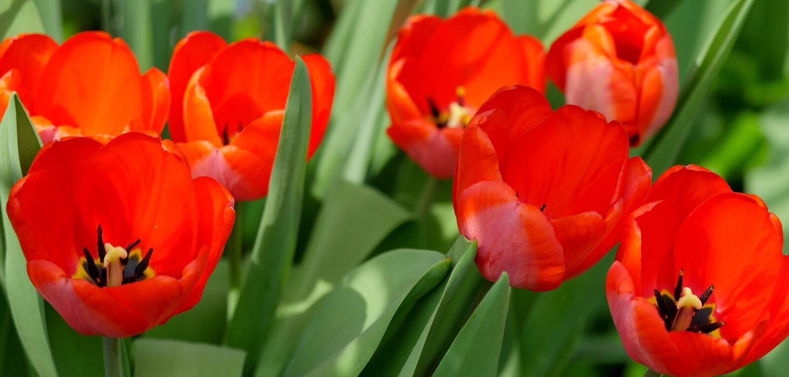 Panasonic Lumix DMC-GX8 + LEICA DG 100-400/F4.0-6.3 sample photo. Tulips, red, spring photography