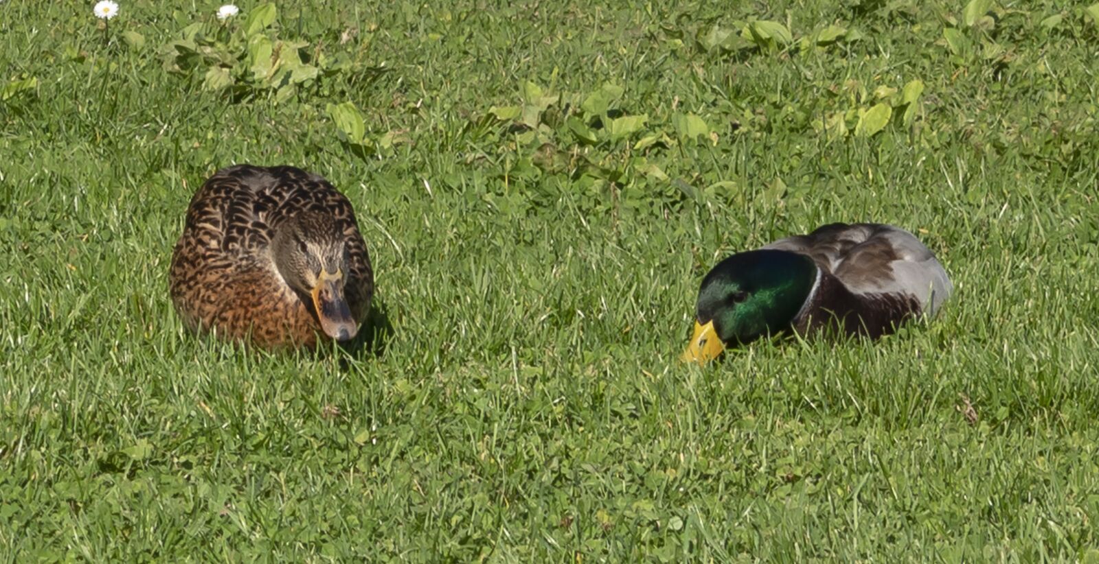 Canon EOS 1300D (EOS Rebel T6 / EOS Kiss X80) sample photo. Wild ducks, duck, water photography