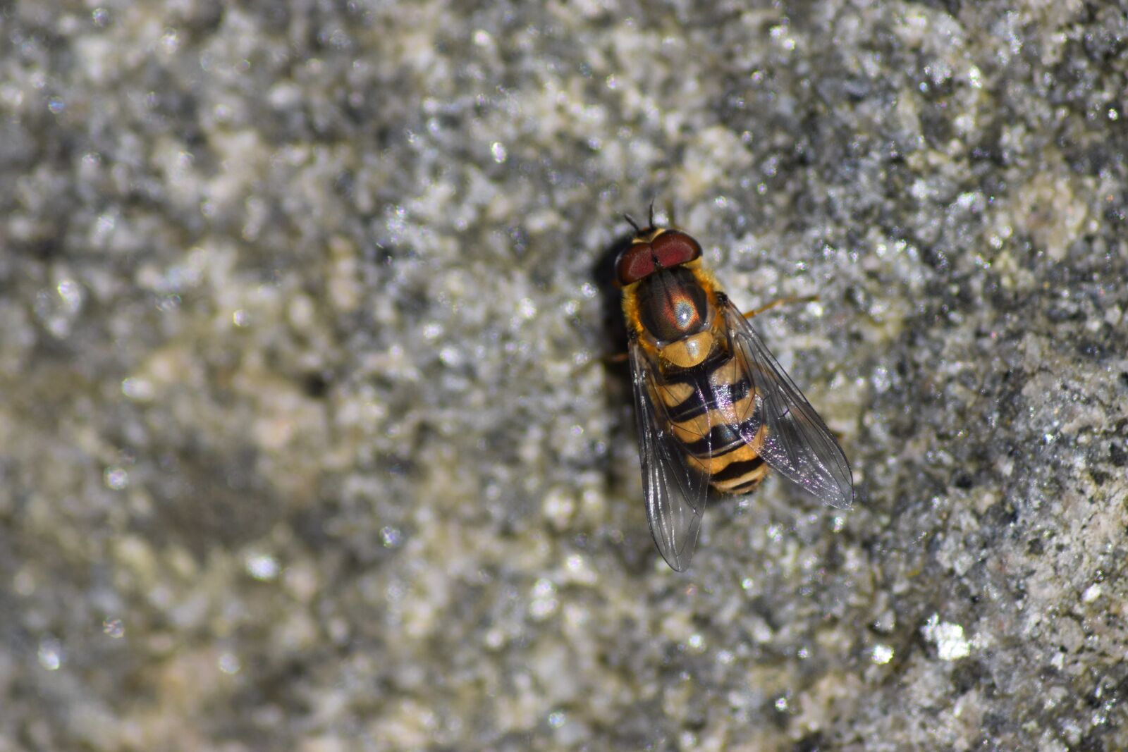 Nikon D5300 sample photo. Wasp, stone, nature photography