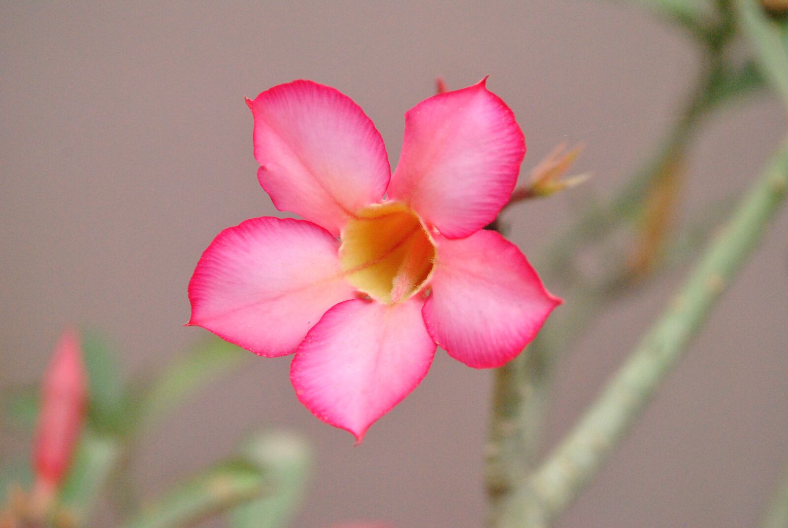 Nikon D3000 sample photo. Flower, blossom, pink photography