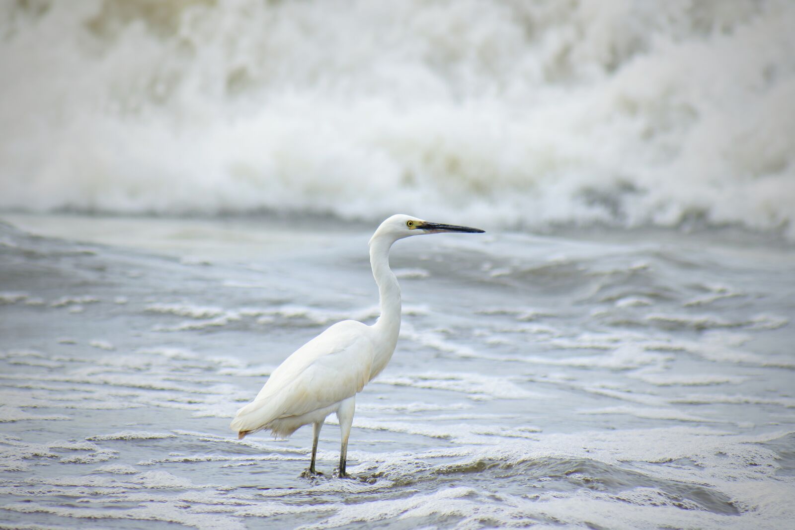 VR 70-300mm f/4.5-6.3G sample photo. Animal, sea, river photography