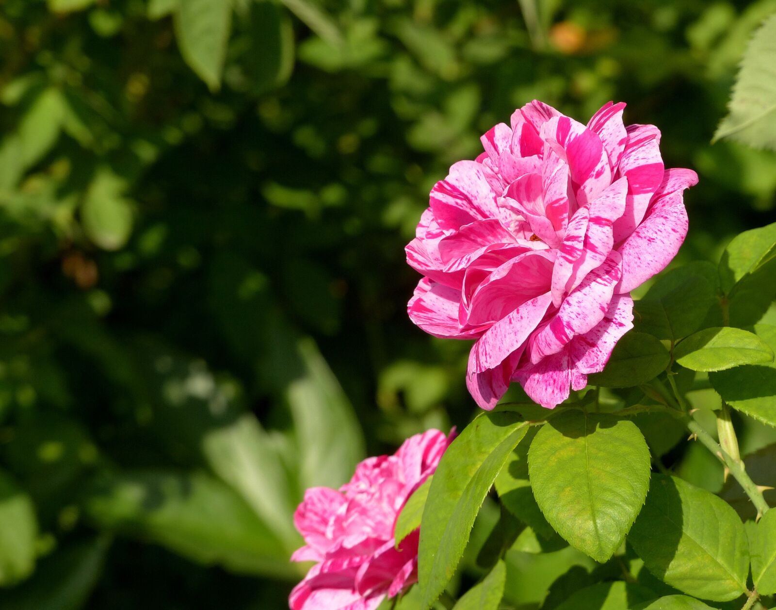 Panasonic Lumix DMC-FZ200 sample photo. Rose, flower, roses photography