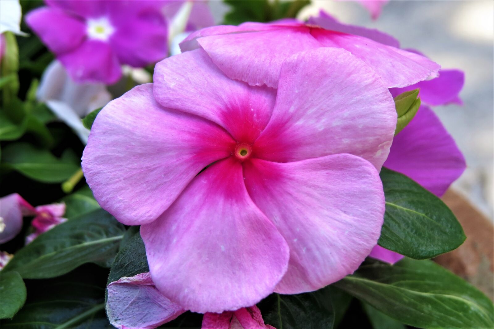 Canon PowerShot SX50 HS sample photo. Flower, pink, purple photography