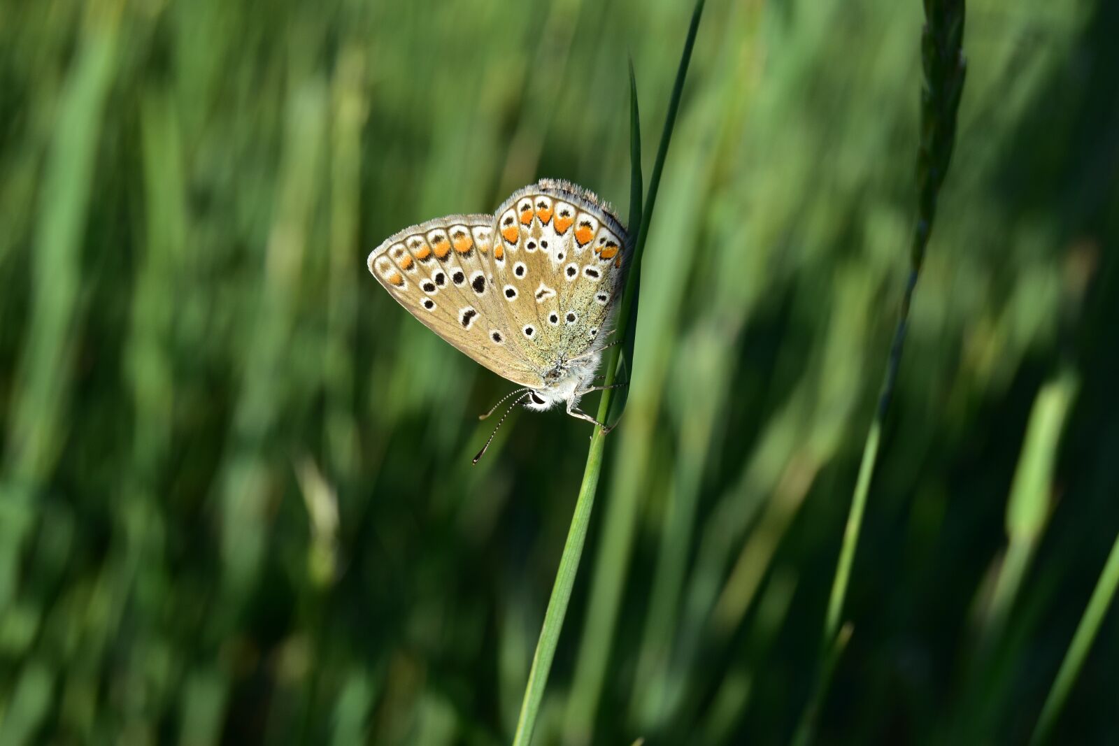 Nikon D5600 sample photo. Butterfly, macro, insect photography