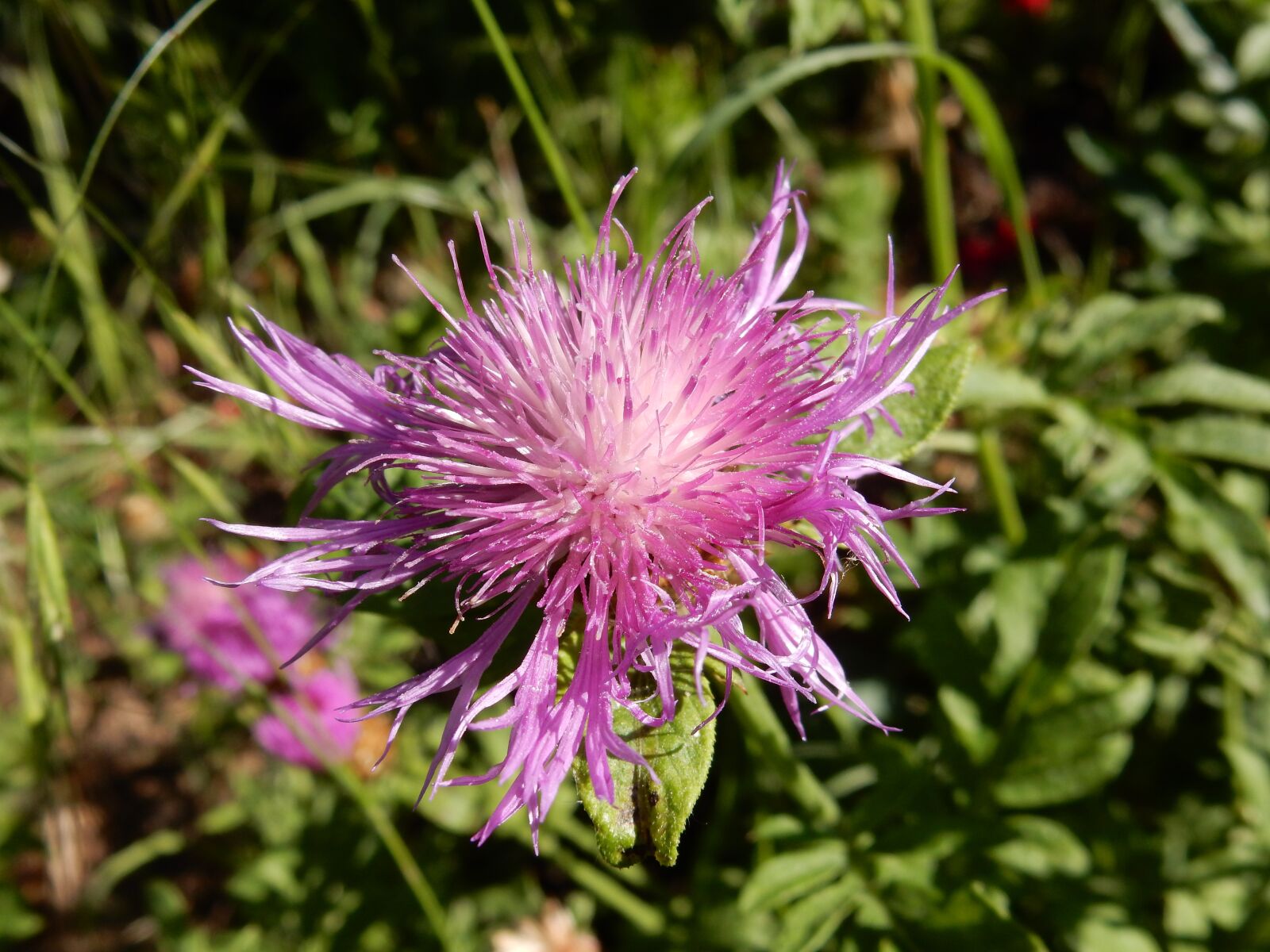 Nikon Coolpix S9900 sample photo. Centaurea, wildflower, pink photography