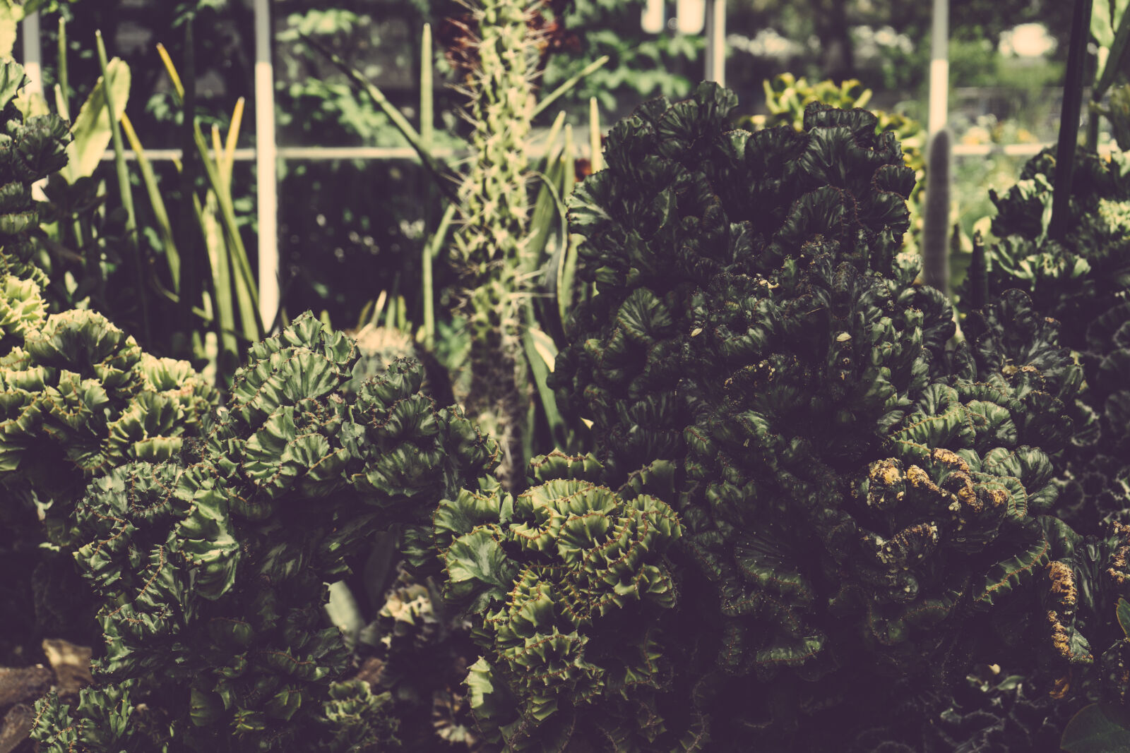 Sony a7 II + Sony FE 28-70mm F3.5-5.6 OSS sample photo. Environment, fresh, garden, growth photography