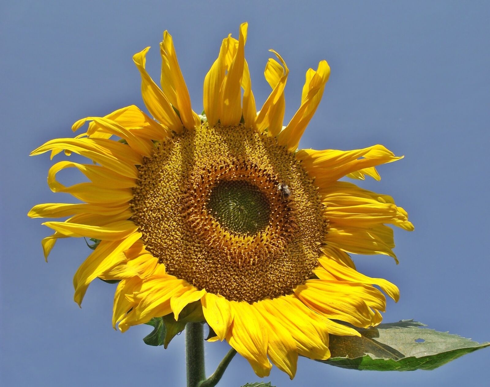 FujiFilm FinePix S1600 (FinePix S1770) sample photo. Flower, sunflower, nature photography