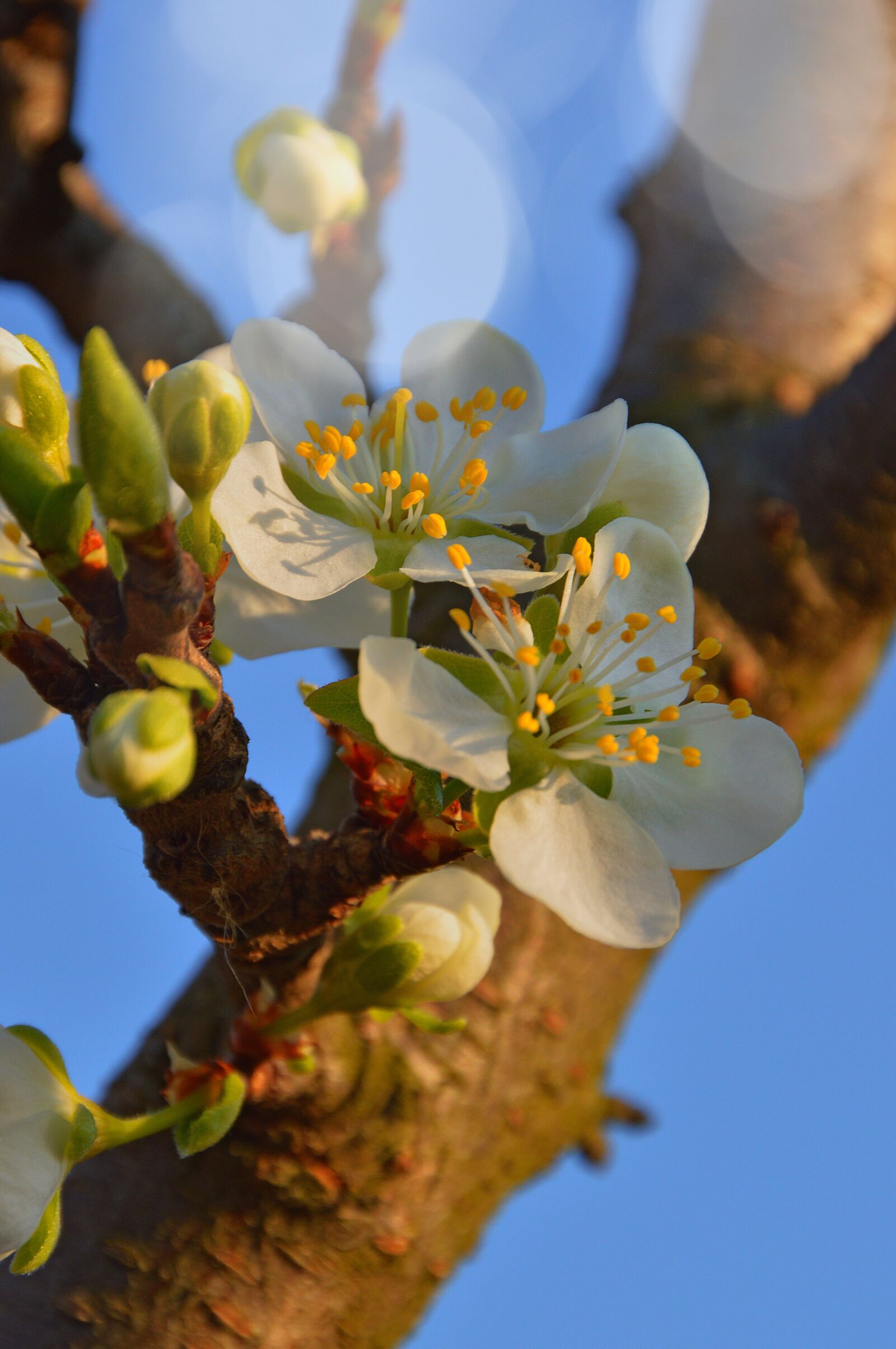 Nikon D3200 sample photo. Wood, nature, flower photography